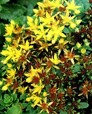 Sedum floriferum weihenstephaner gold